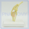 Modèle anatomique de dissection de chien de haute qualité de PNT-0877 à vendre